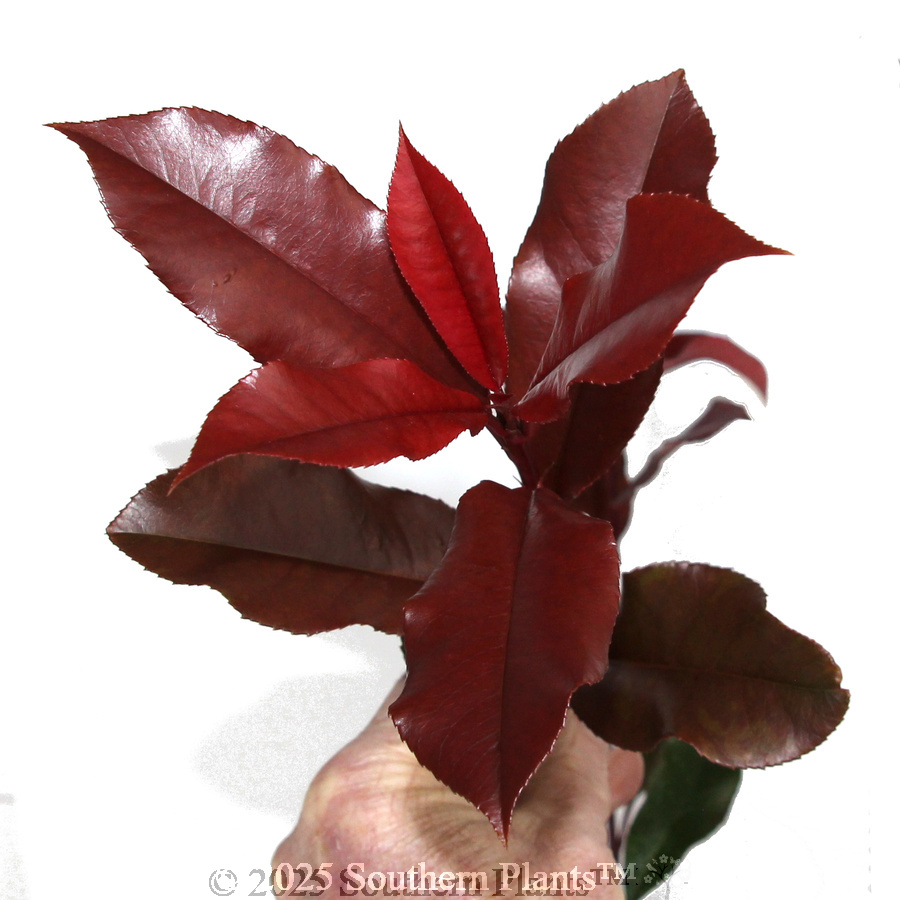 Photinia Red Robin