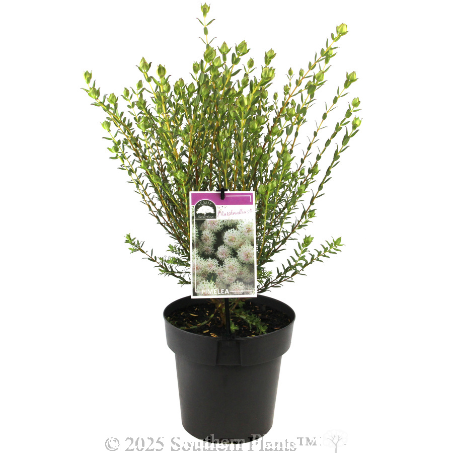 Pimelea Marshmallows