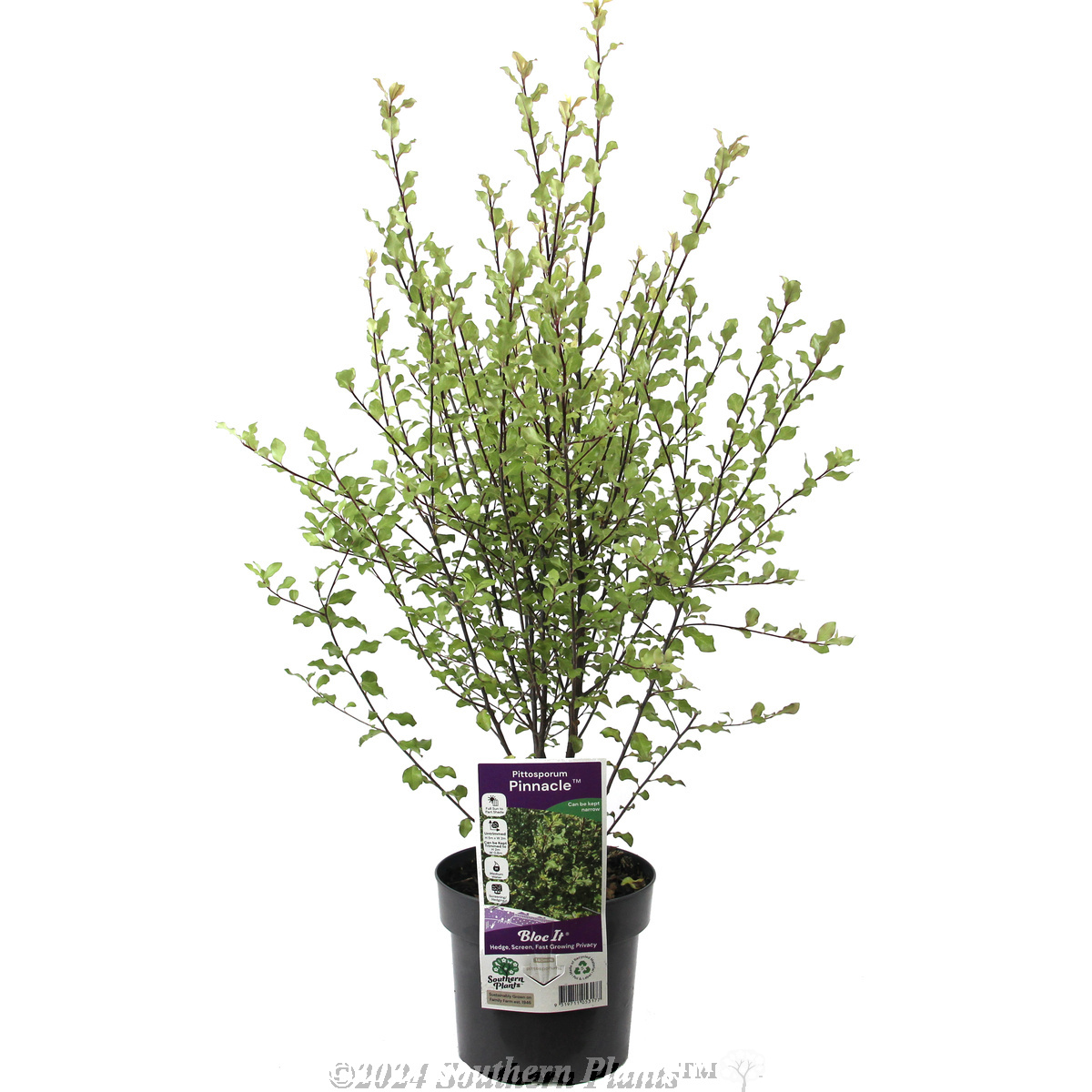 Pittosporum Pinnacle
