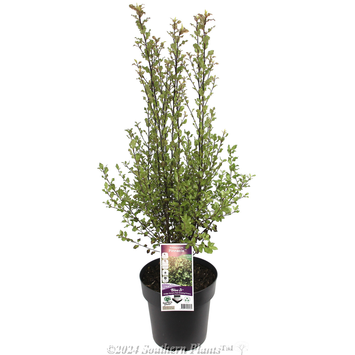 Pittosporum Pinnacle