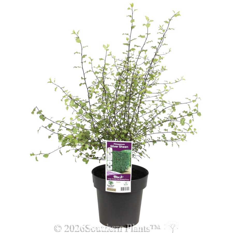 Pittosporum Silver Sheen
