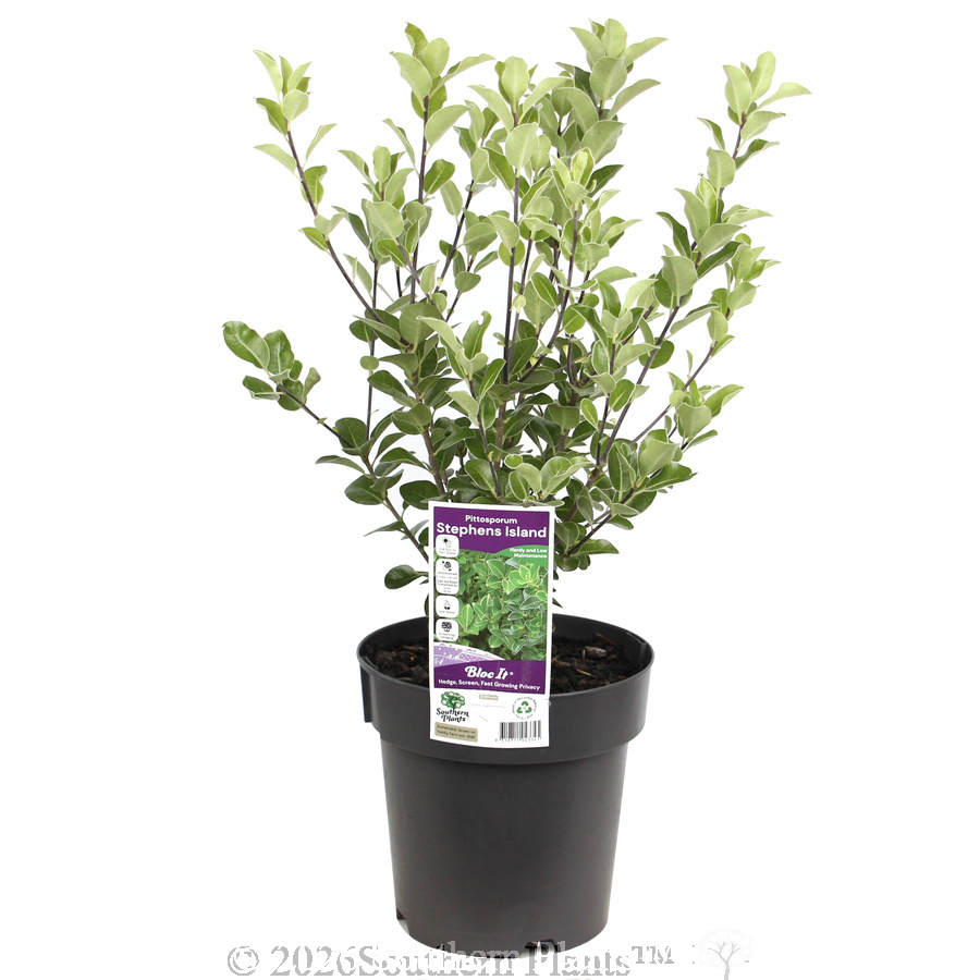 Pittosporum Stephens Island