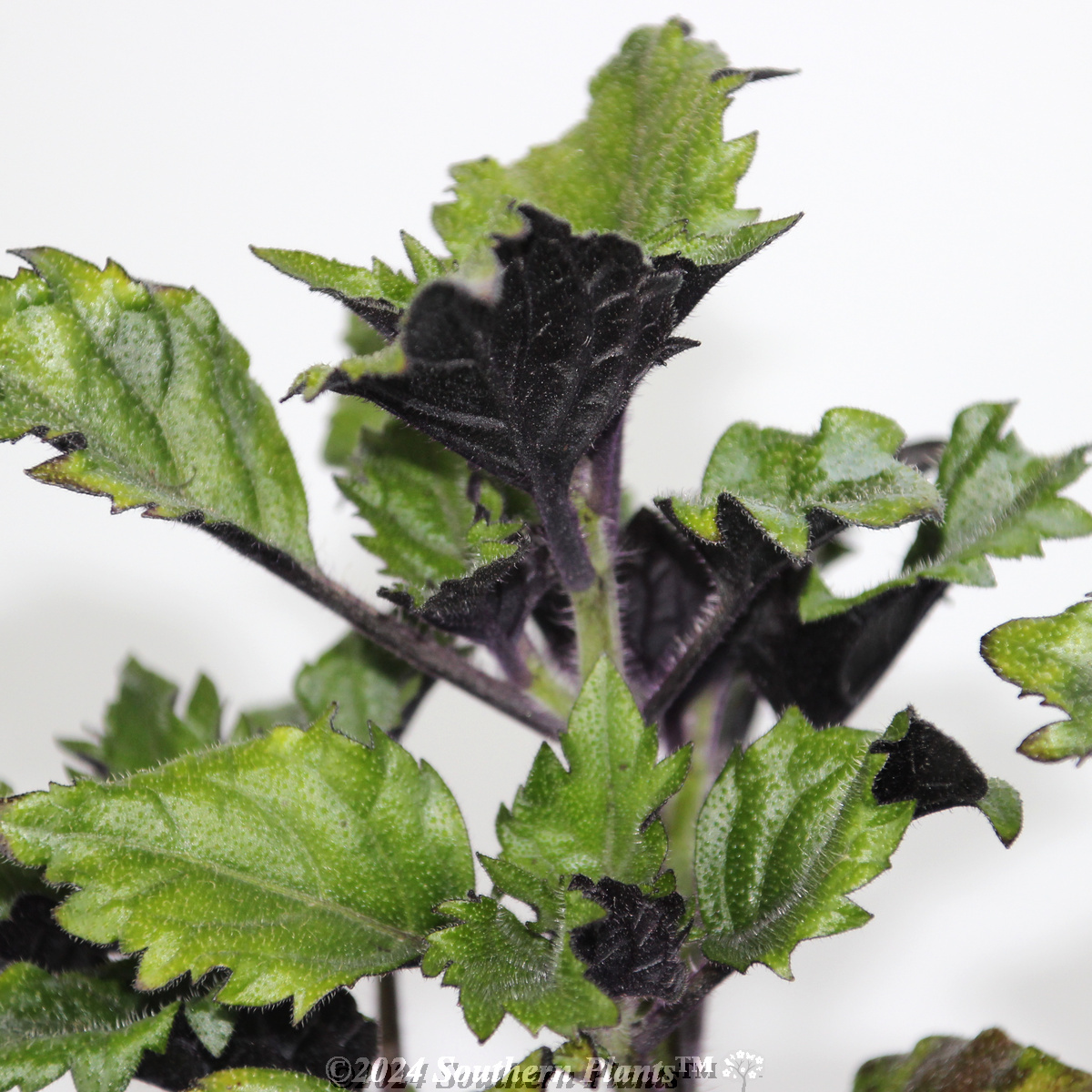 Plectranthus Velvet Elvis
