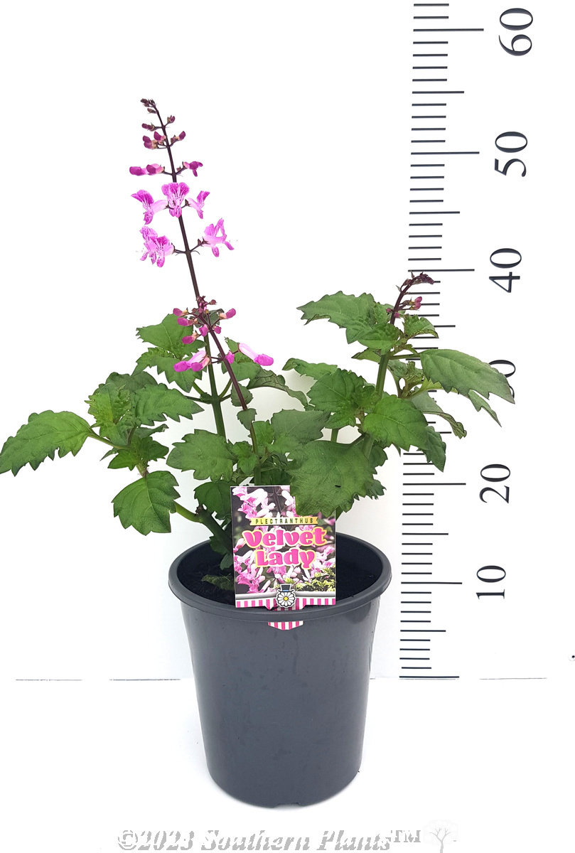 Plectranthus Velvet Lady