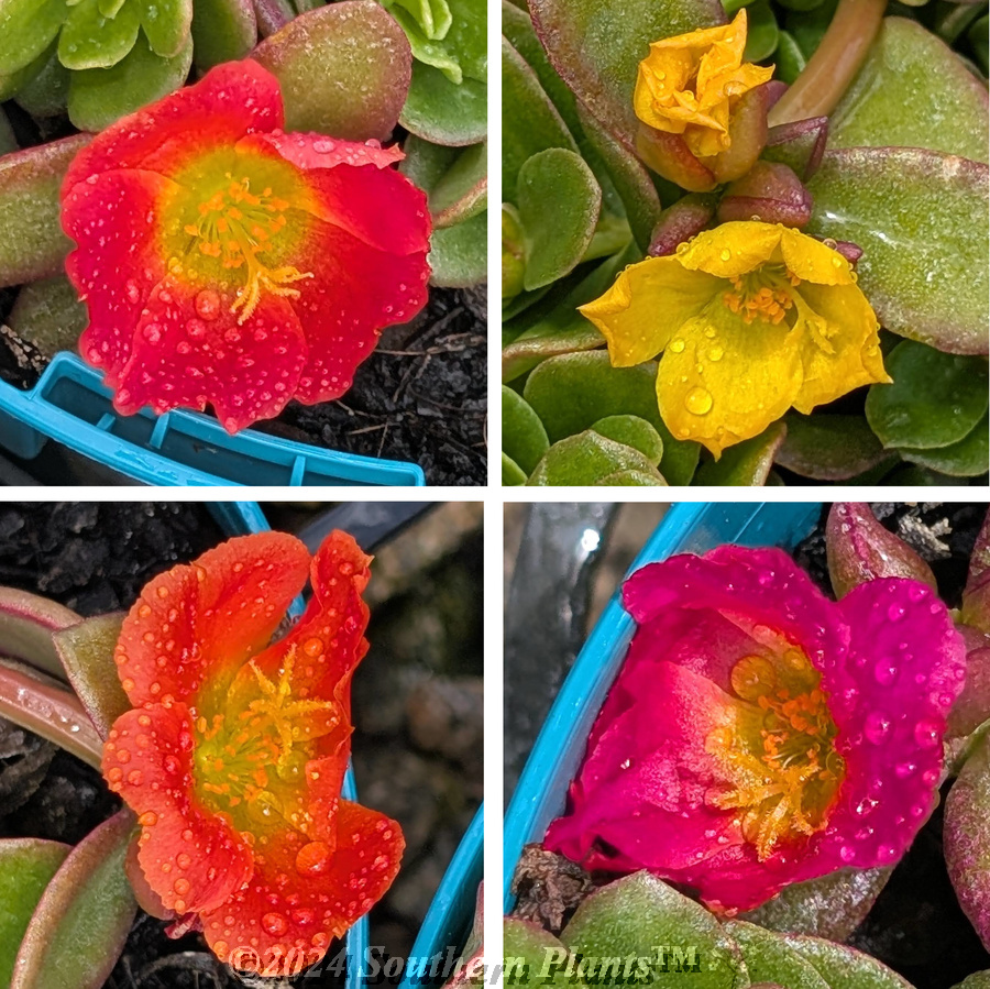 Purslane
