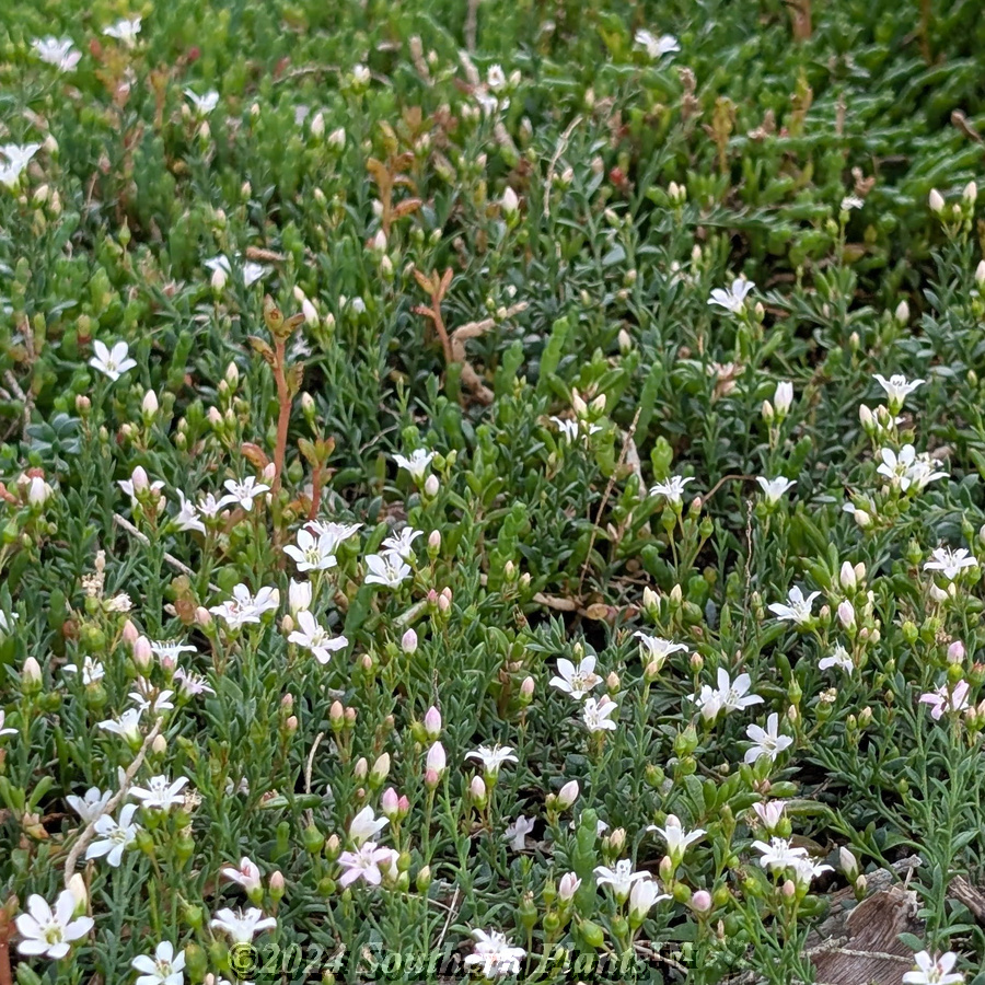Trailing Pratia