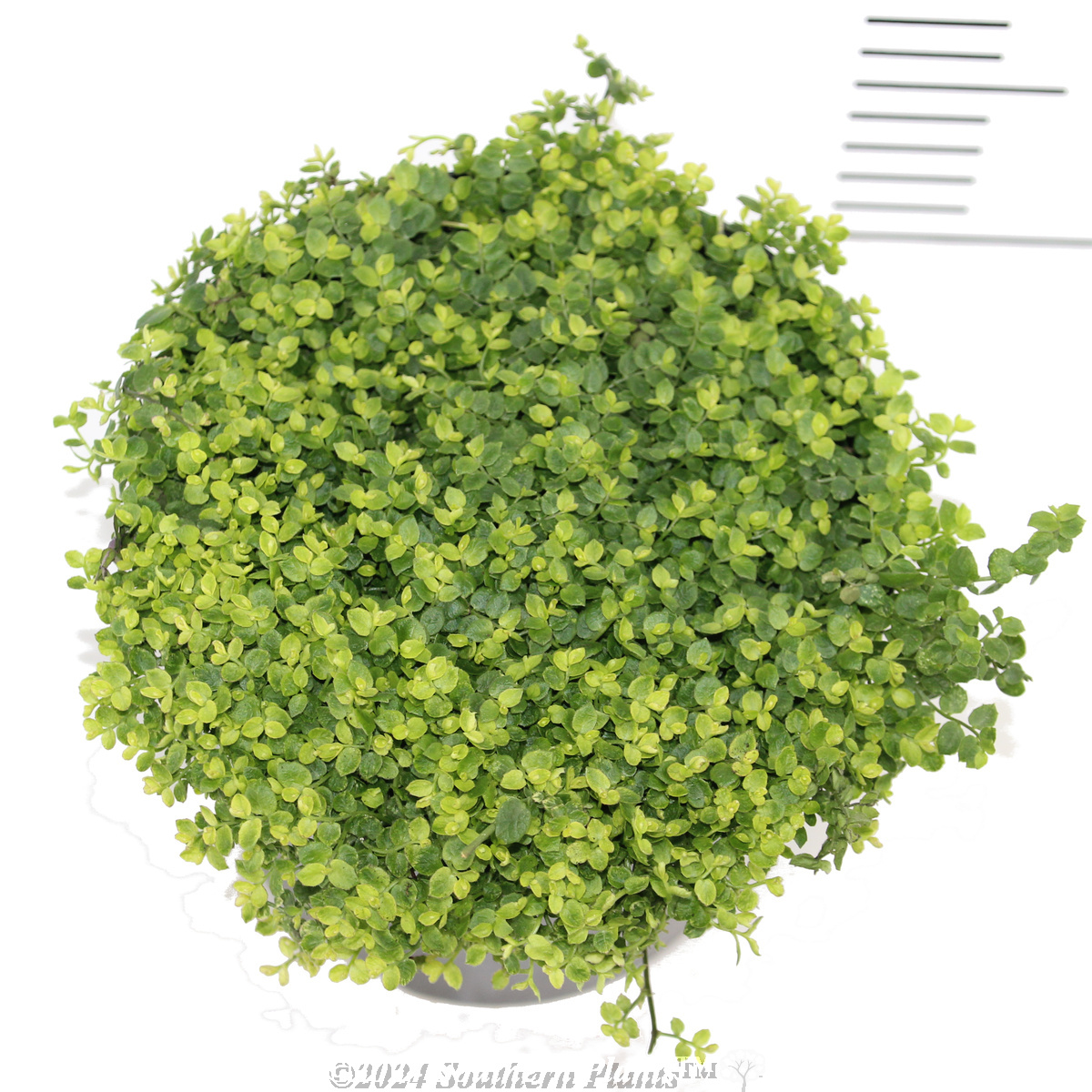 Trailing Pratia