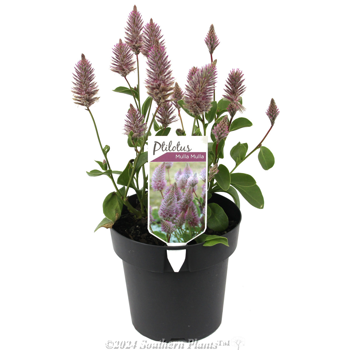 Ptilotus Joey