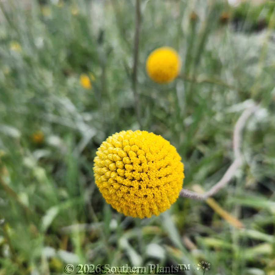 Billy Buttons