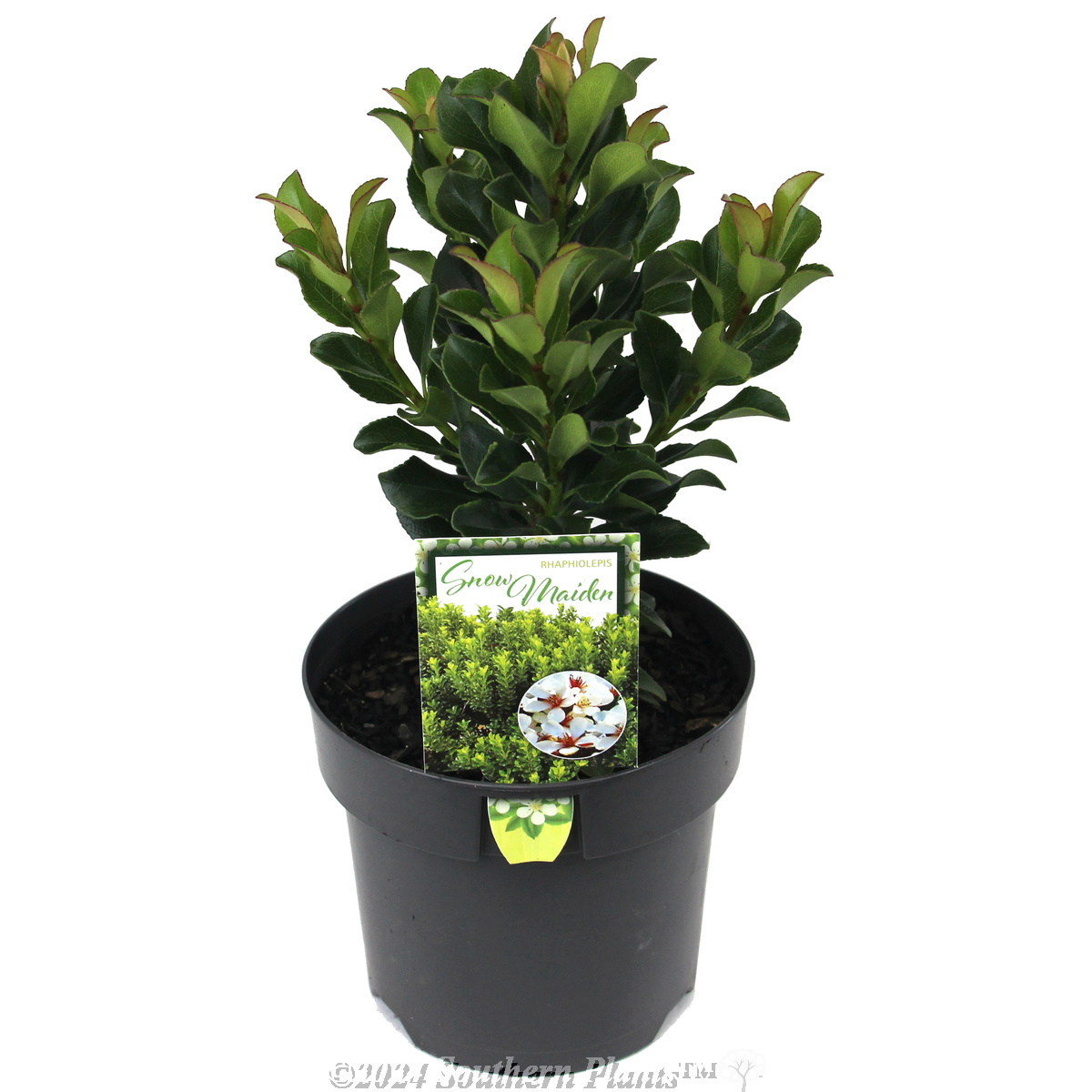 Rhaphiolepis 'Snow Maiden'