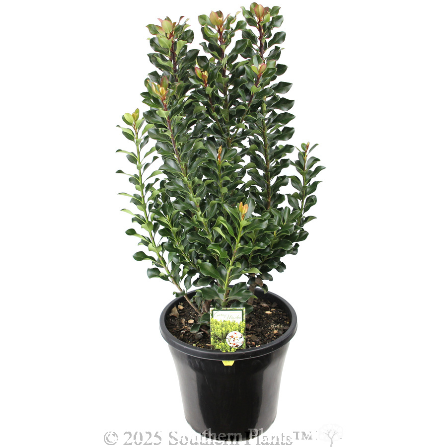 Rhaphiolepis 'Snow Maiden'
