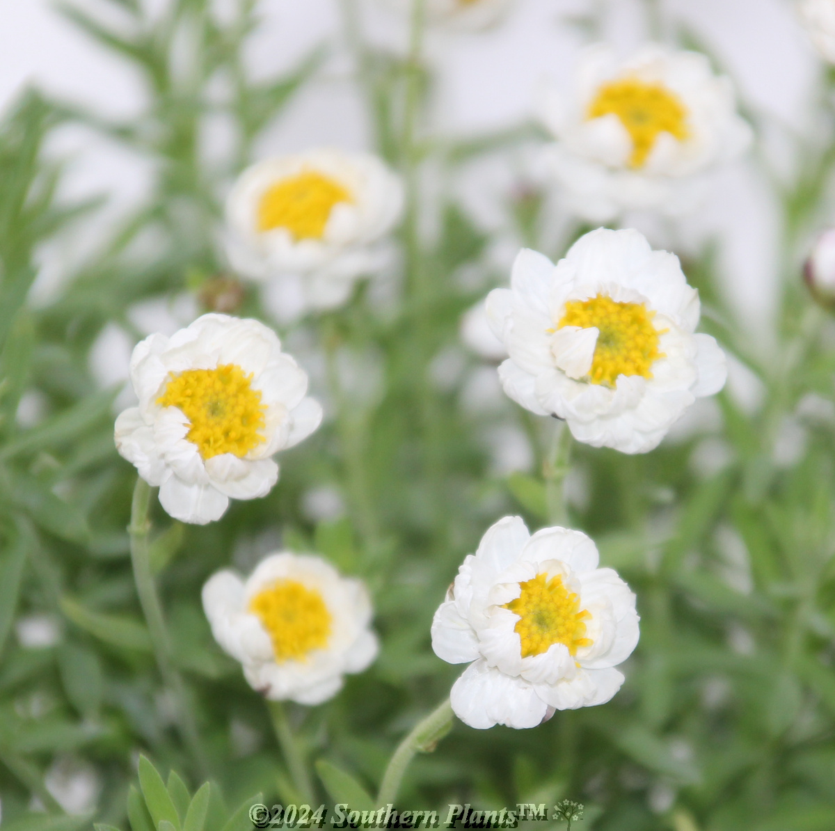Paper Daisy