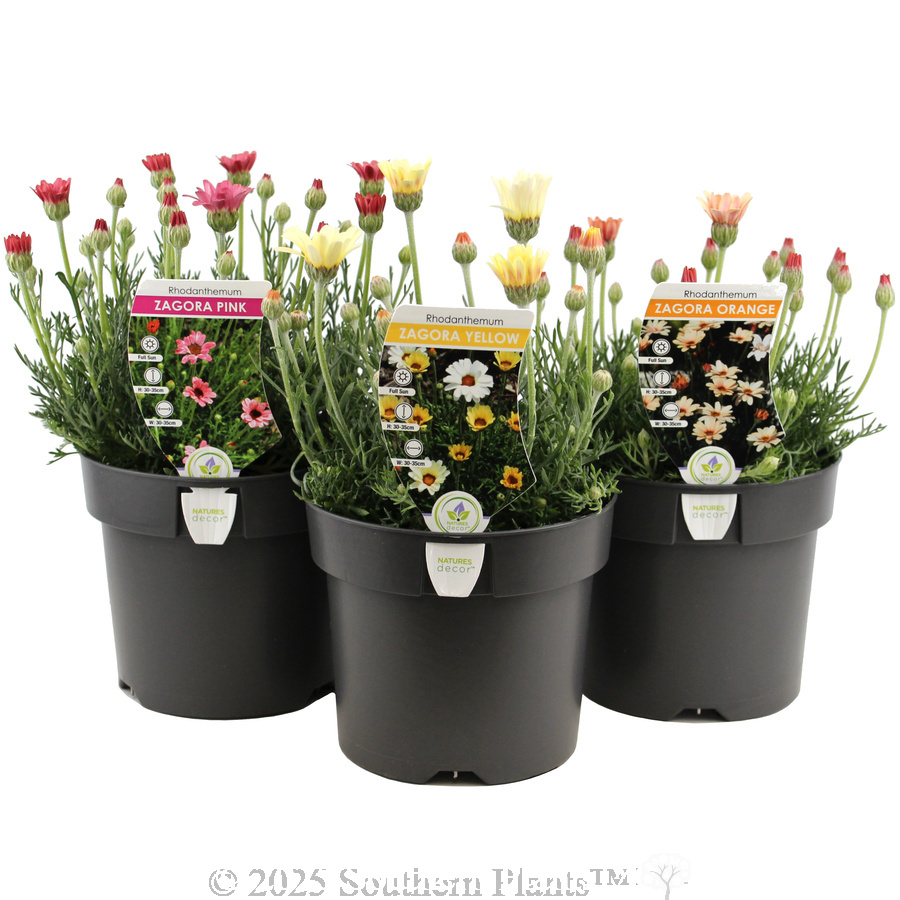 Zagora Moroccan Daisy