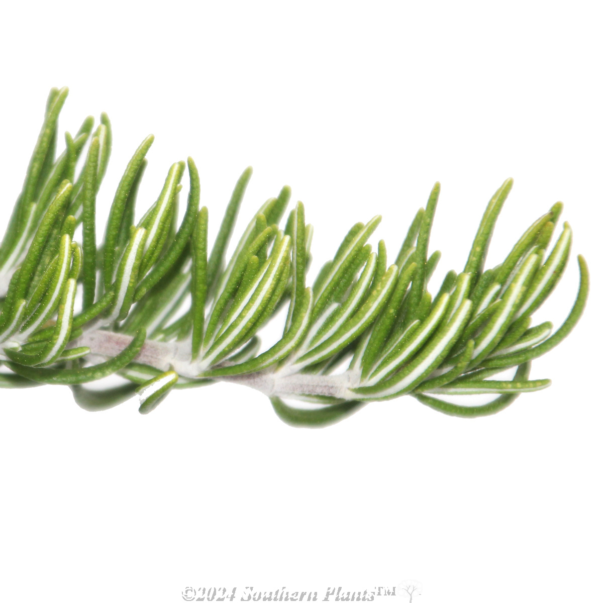 Rosemary Chef’s Choice™
