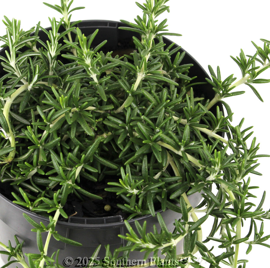 Prostrate Rosemary