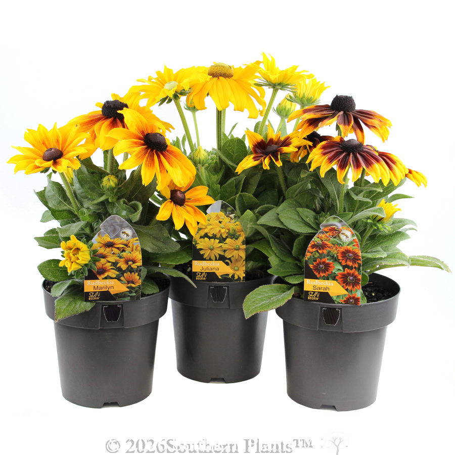 Black-eyed Susan Assorted
