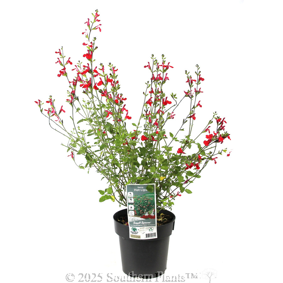 Salvia Hot Lips