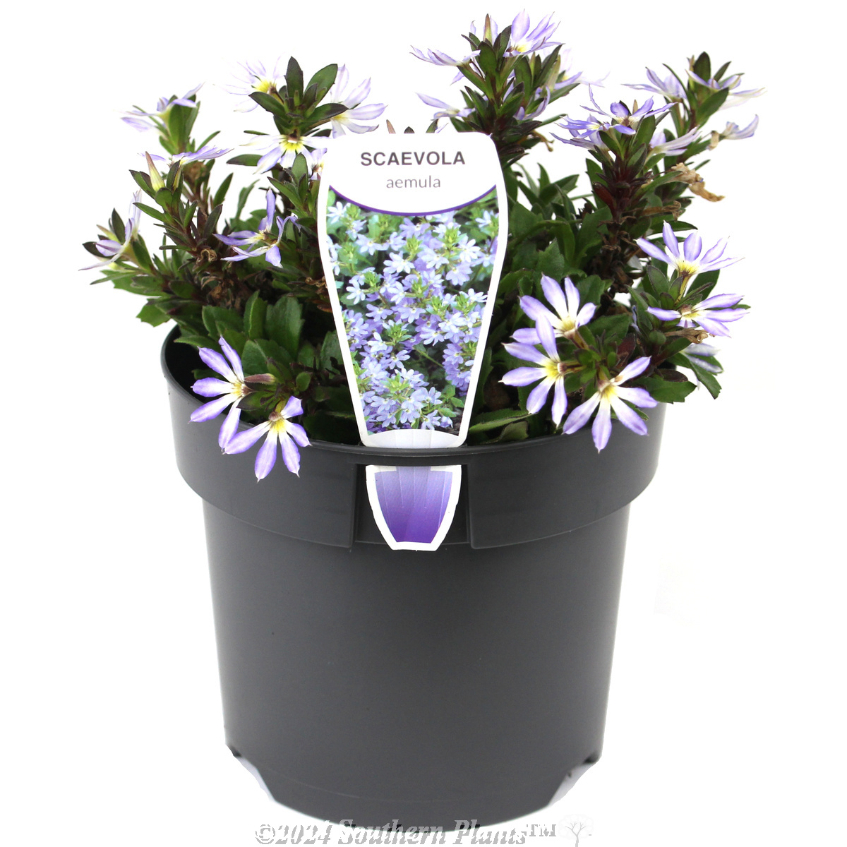 Scaevola Touch Blue