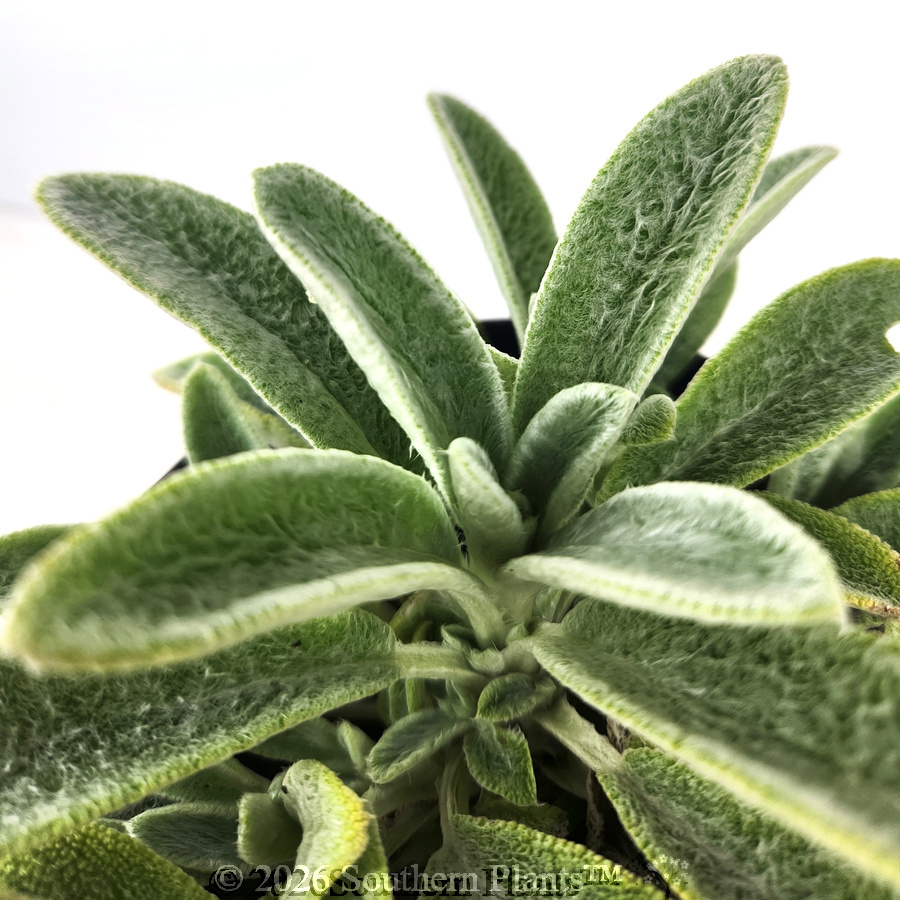 Miniature Lambs Ears