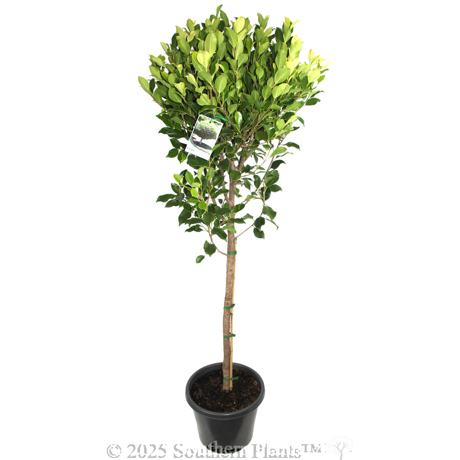 Hills Fig