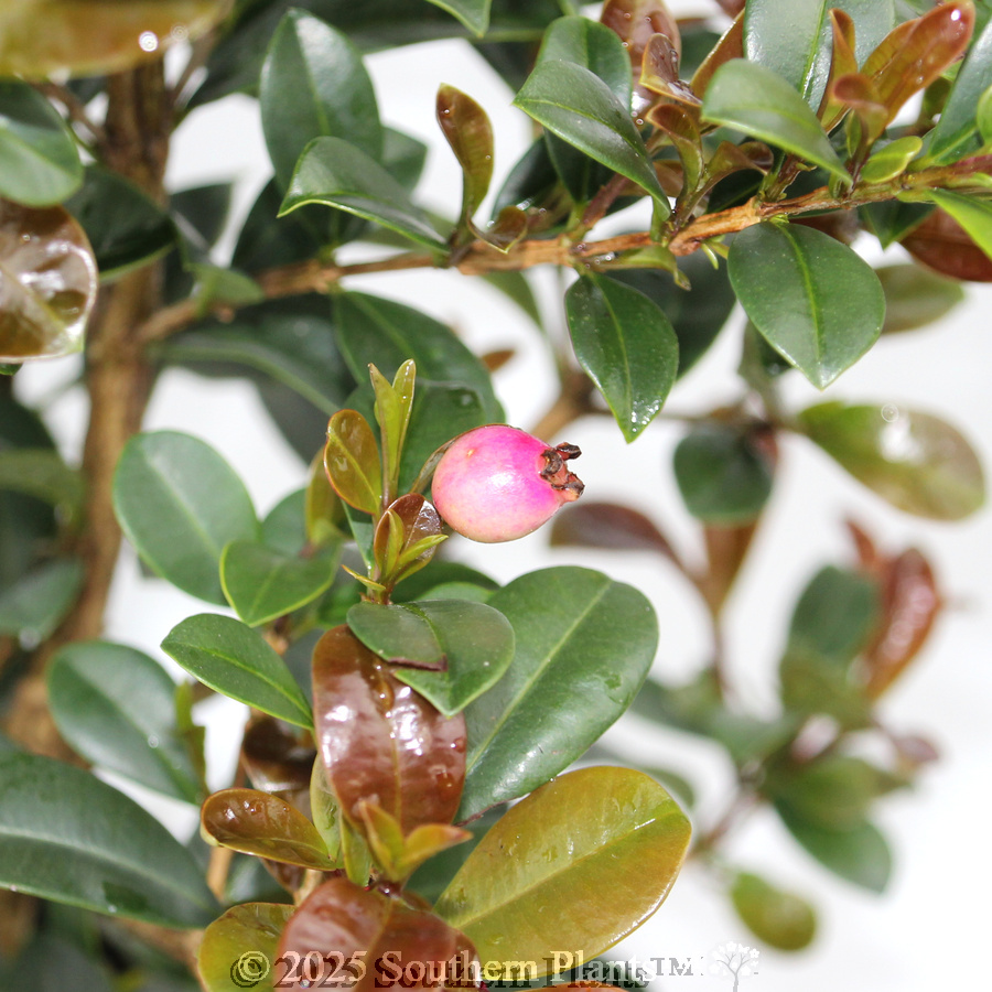 Syzygium Red Cliffs
