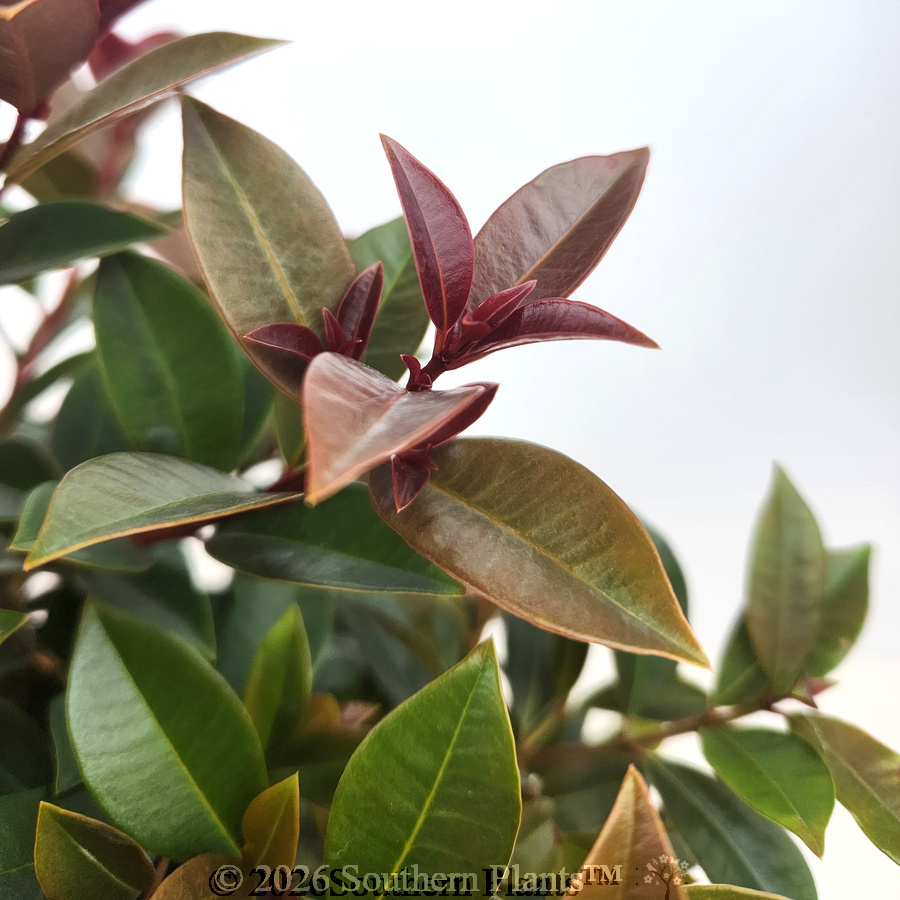 Syzygium Cheeky Little Red
