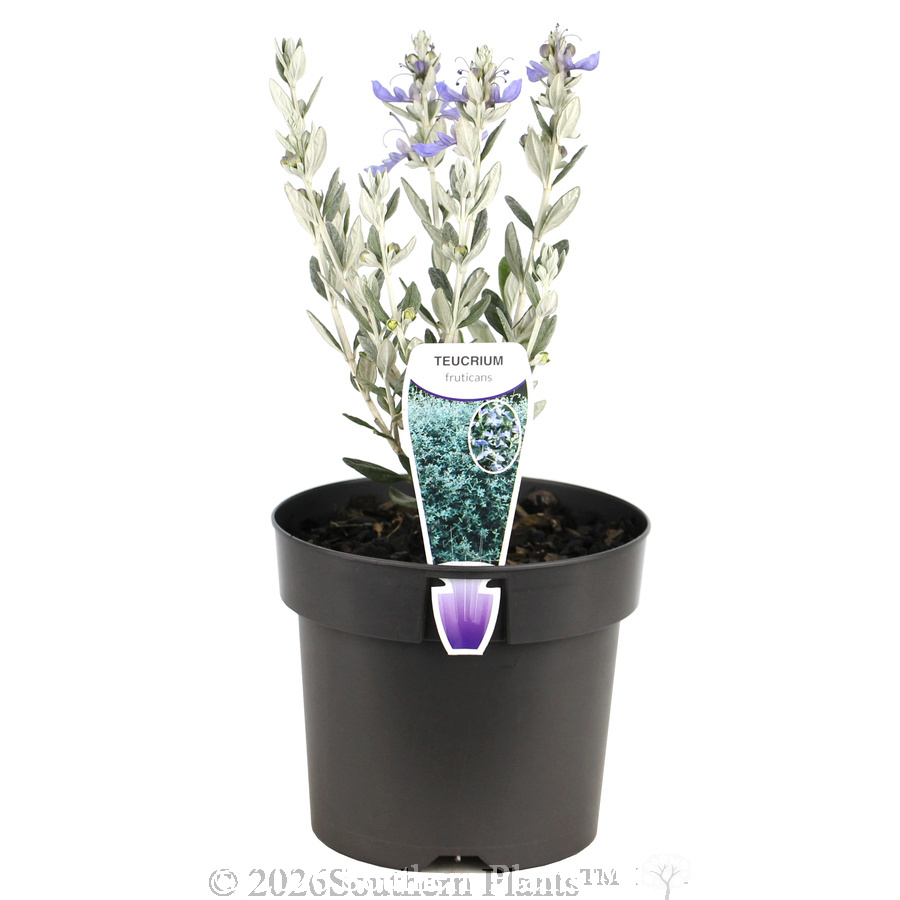 Bush Germander