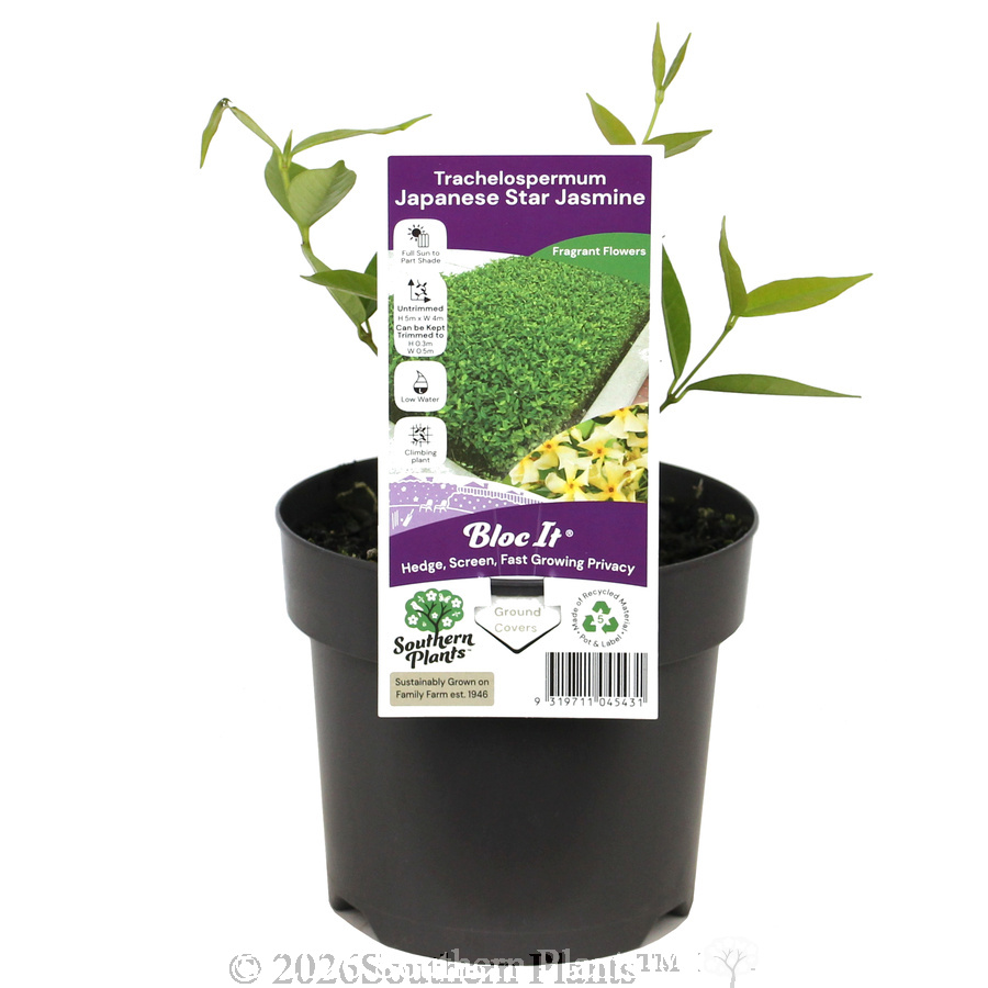 Asiatic jasmine