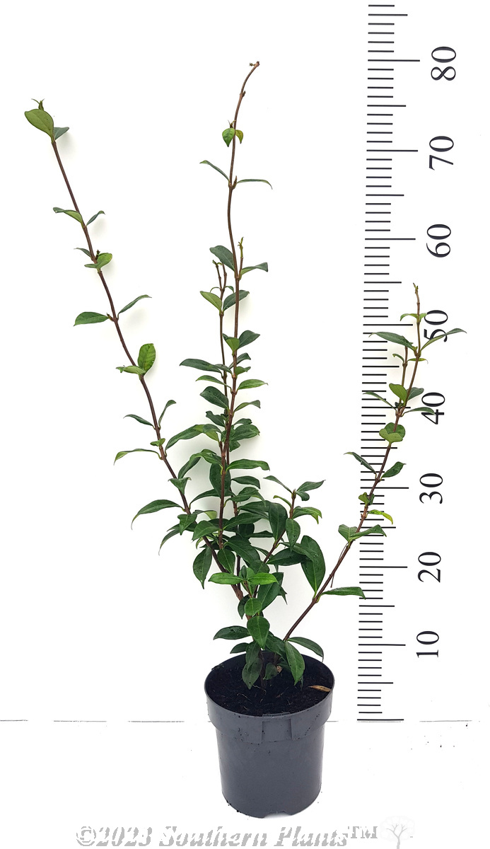 Chinese Star Jasmine