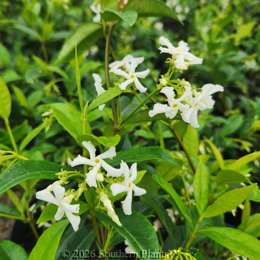 Chinese Star Jasmine