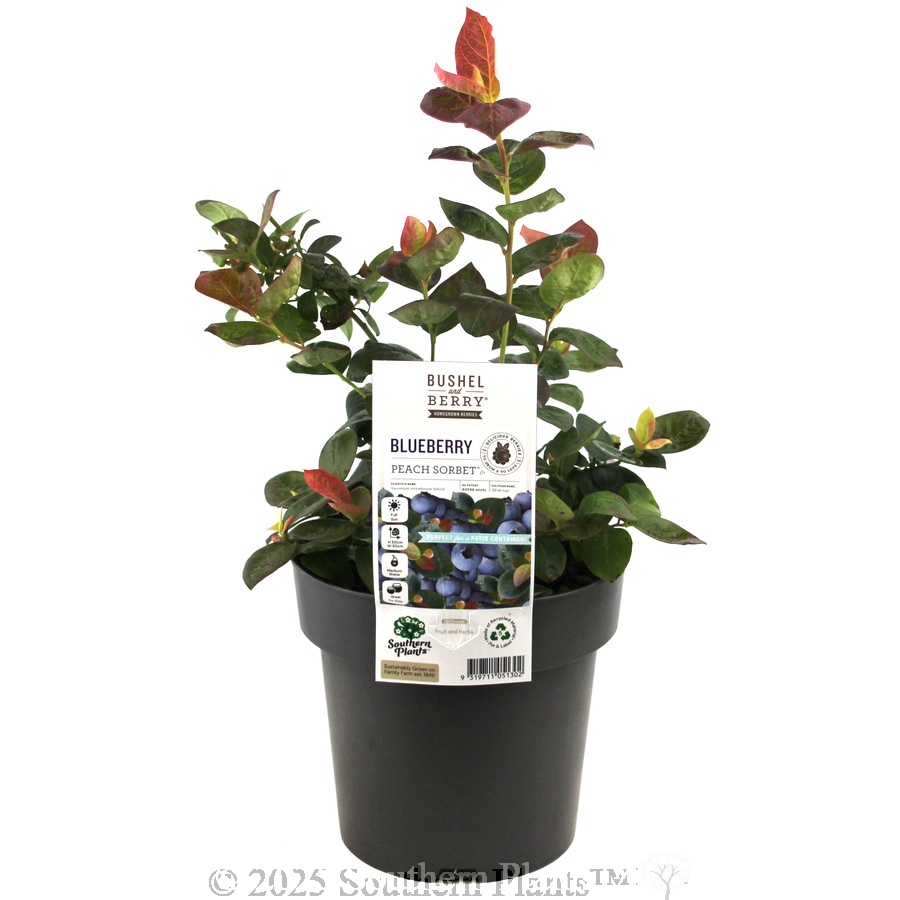Peach Sorbet® BlueBerry