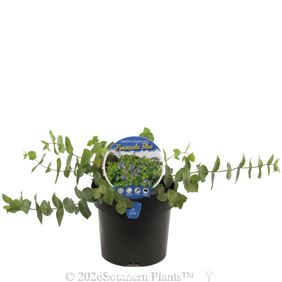 Diggers Speedwell Peninsula Blue