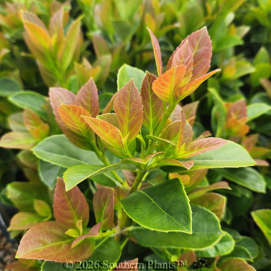 Viburnum 'Dense Fence™'