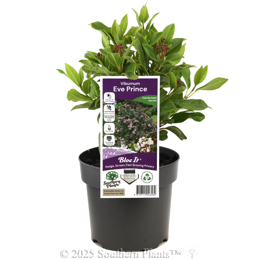Laurustinus Eve Prince
