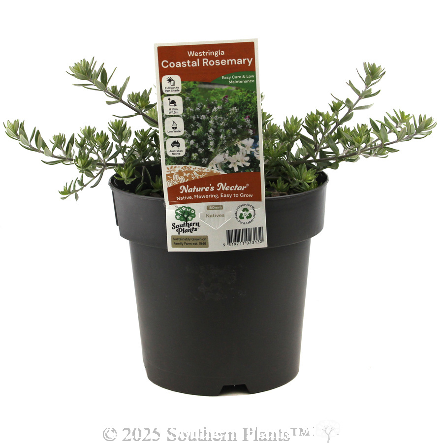 Coast Rosemary or Native Rosemary