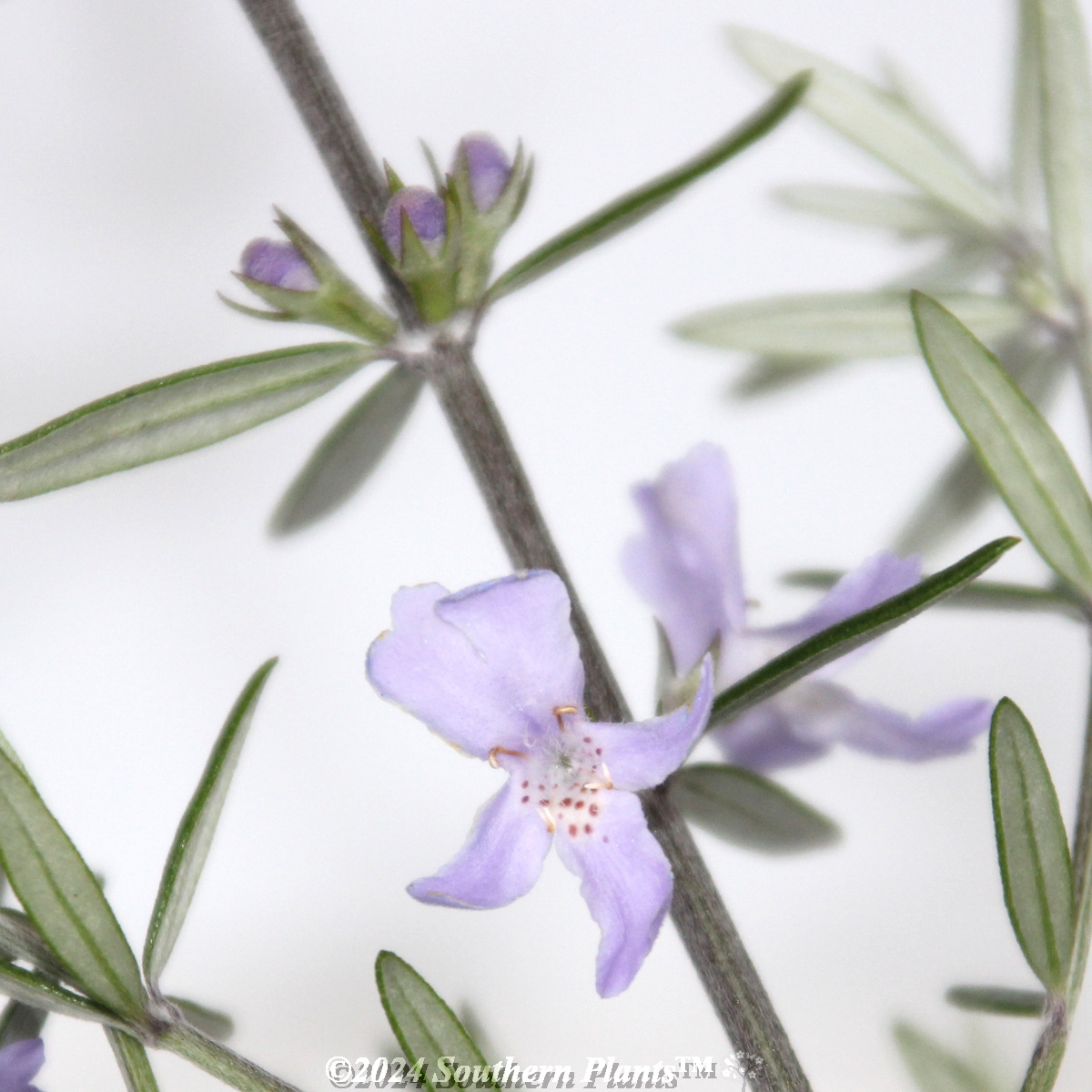 Coastal Rosemary