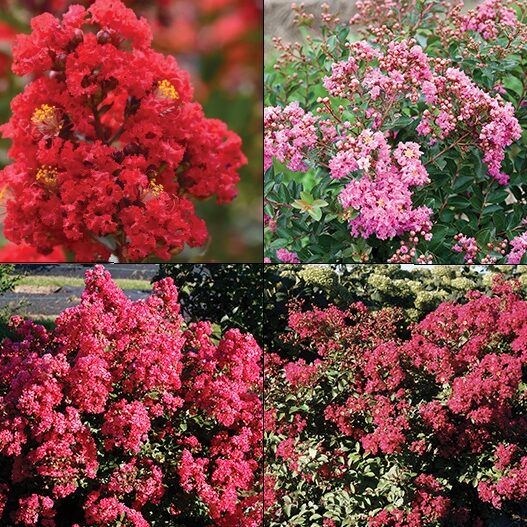 Lagerstroemia_Collage